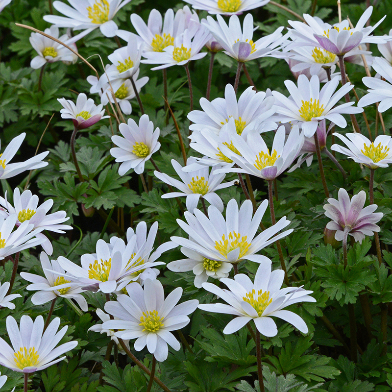 Anemone blanda White Splendour 5/6 , à 100