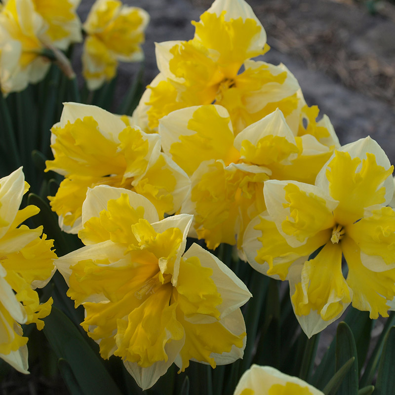 Narcissus Banana Splash sp14/16 , à 50