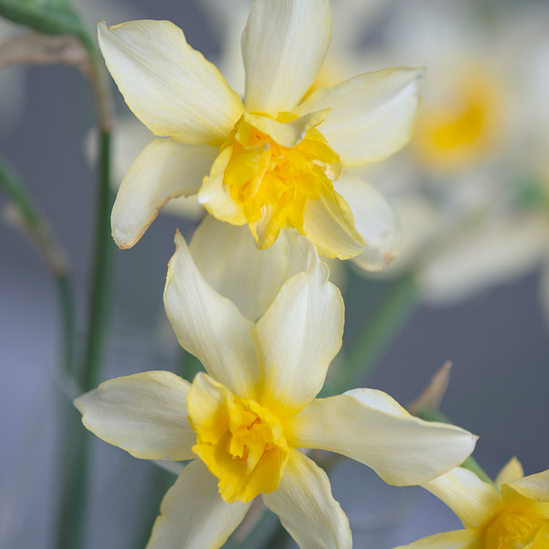 Narcissus Sophie's Choice I , 