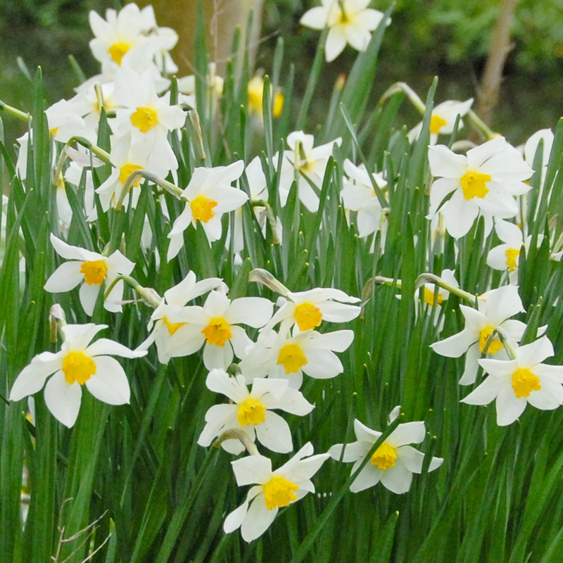 Narcissus White Lady sp12/14 , à 50