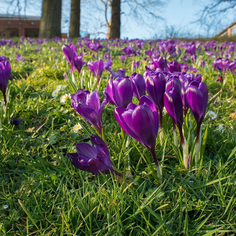 Crocus Flower Record 7/8 , 