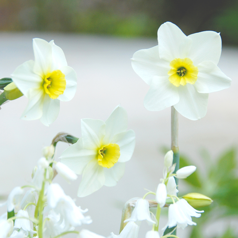 Narcissus Lieke z14/+ , à 50 Narcissus Lieke z14/+ , à 50