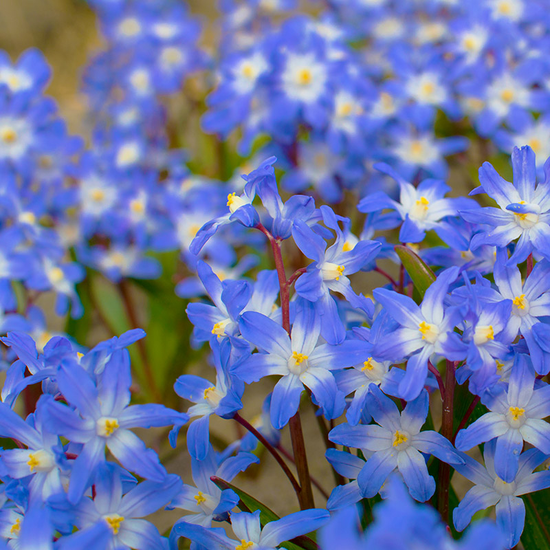 Chionodoxa forbesii 5/6 , à 100