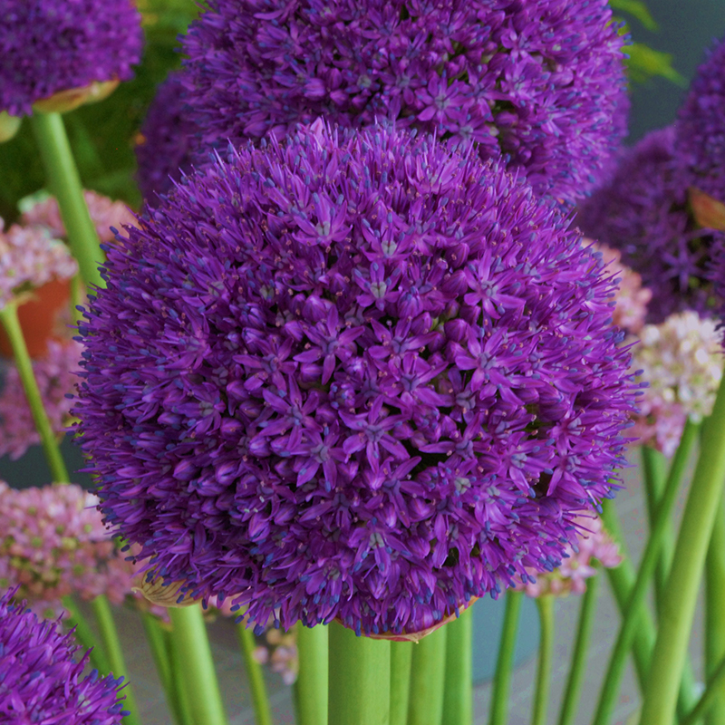 Allium Ambassador