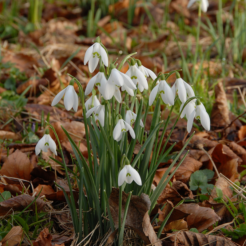 Galanthus nivalis 5/6 , 