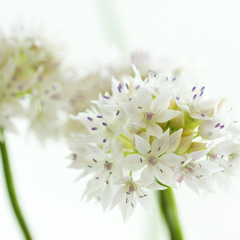 Allium Graceful Beauty