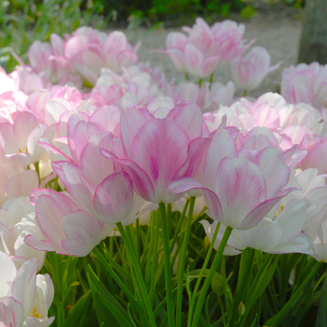 Tulipa Candy Club® 12/+ , à 50