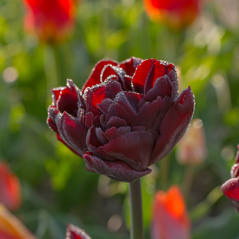 Tulipa Palmyra® 12/14 , à 50