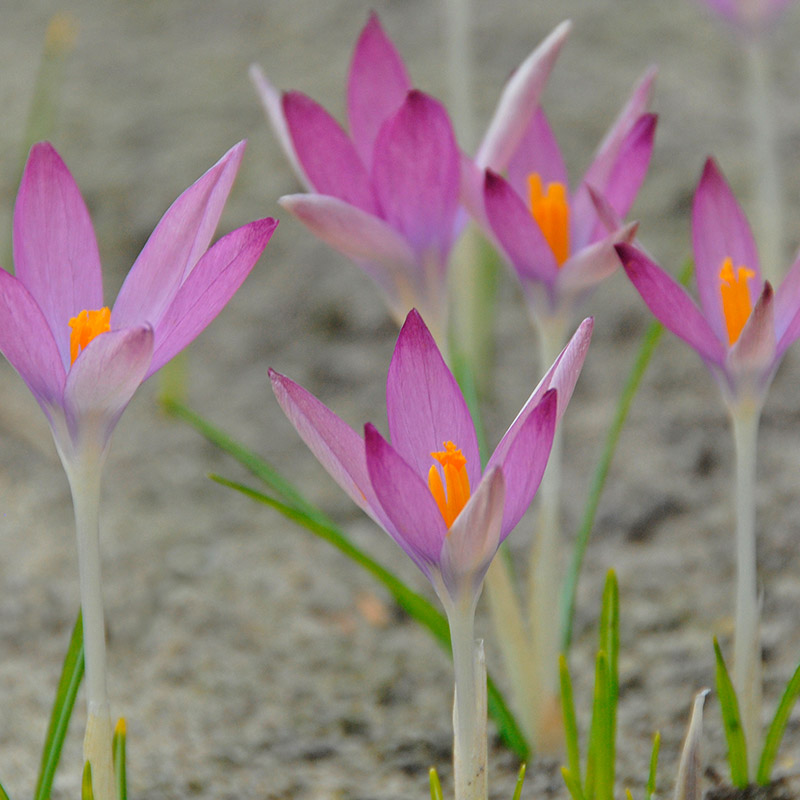 Crocus tommasinianus Roseus 5/+ , 