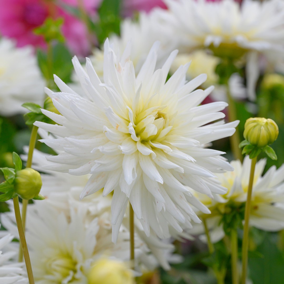 Dahlia My Love I , à 5 