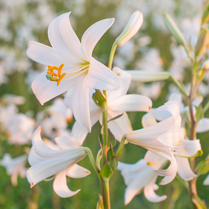 Lilium candidum 20/22 , à 10