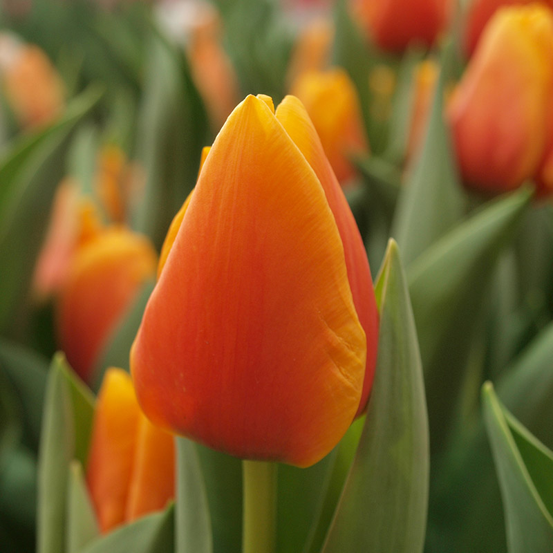 Tulipa Cash