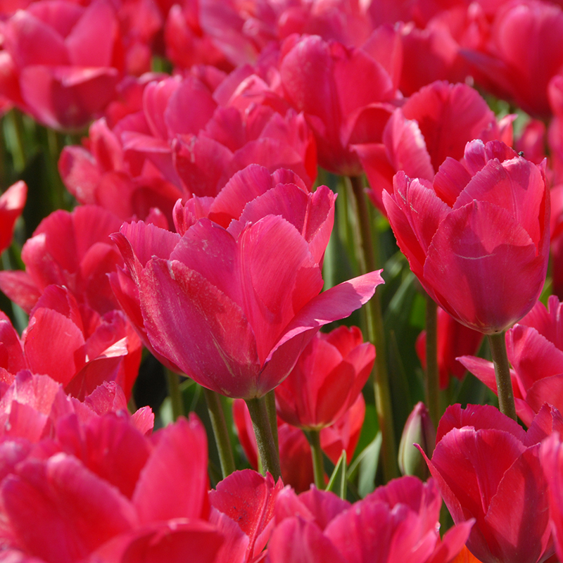 Tulipa Lady van Eijk