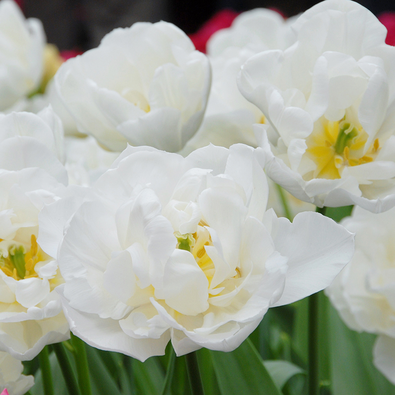 Tulipa Mondial® 12/+ , à 50