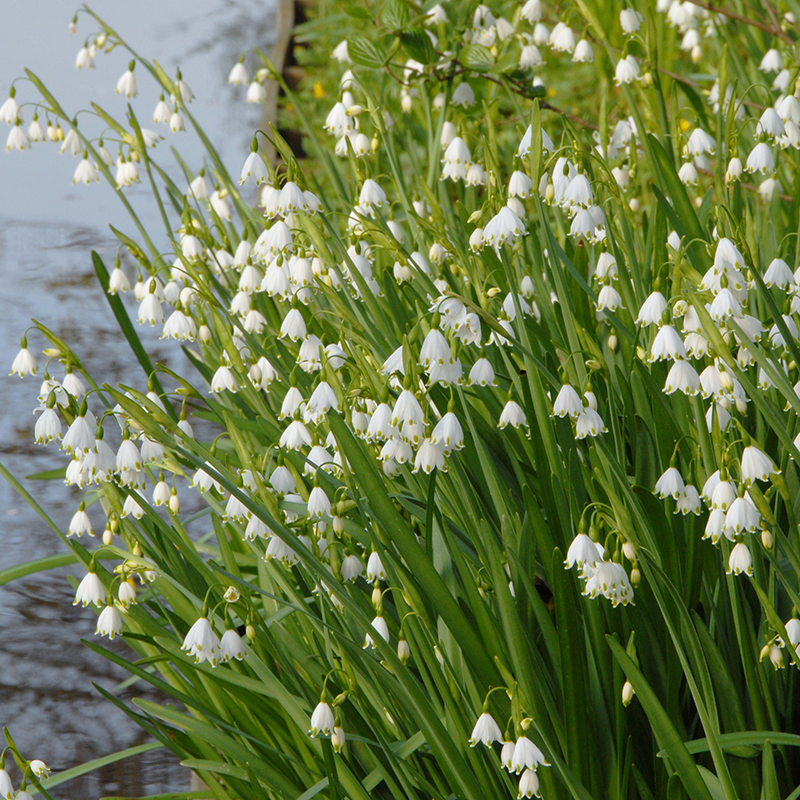 Leucojum aestivum Gravetye Giant 14/+ , à 25 Leucojum aestivum Gravetye Giant 14/+ , à 25
