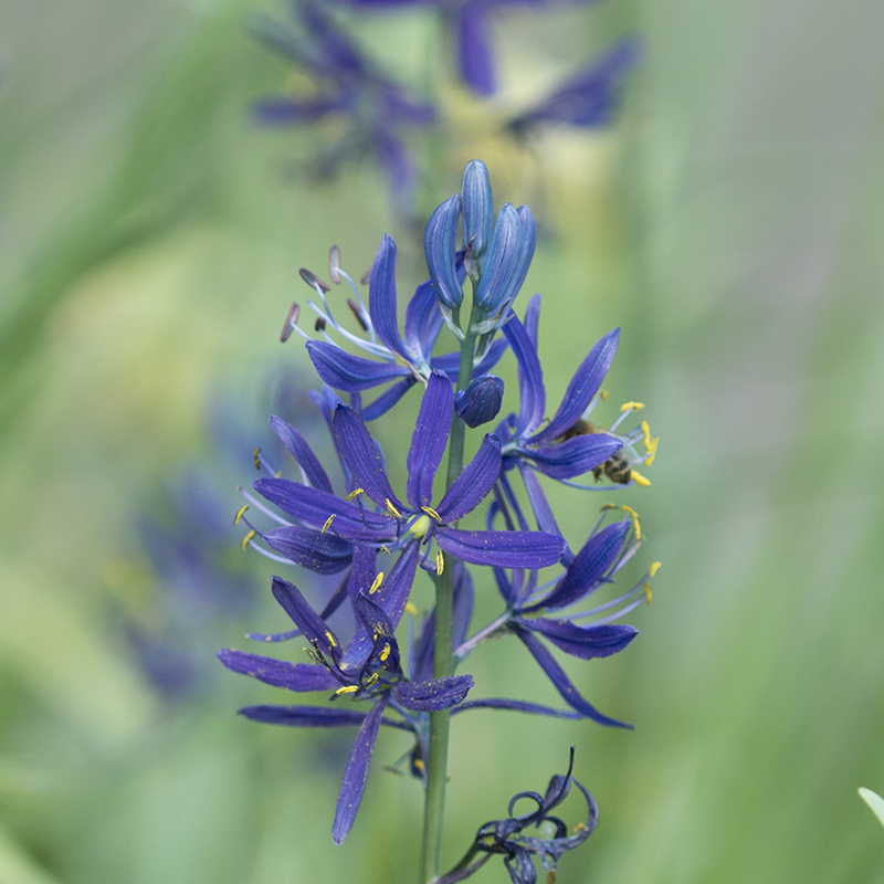 Camassia quamash 6/+ , à 100 Camassia quamash 6/+ , à 100