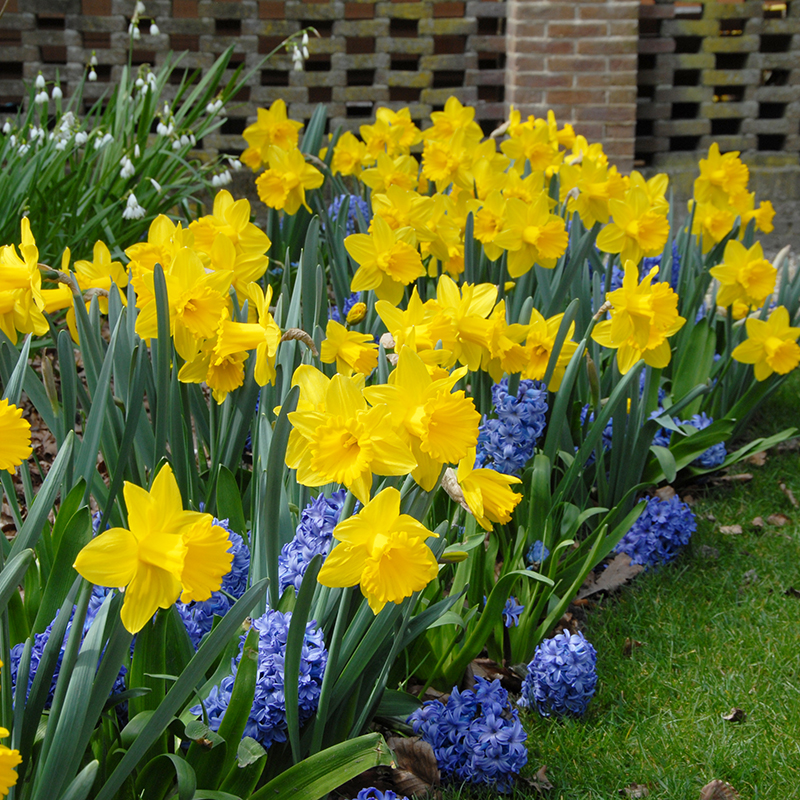 Narcissus Marieke sp14/16 , 