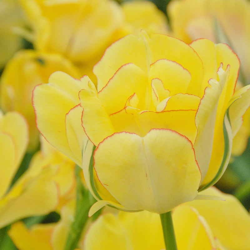 Tulipa Akebono® 12/14 , à 50
