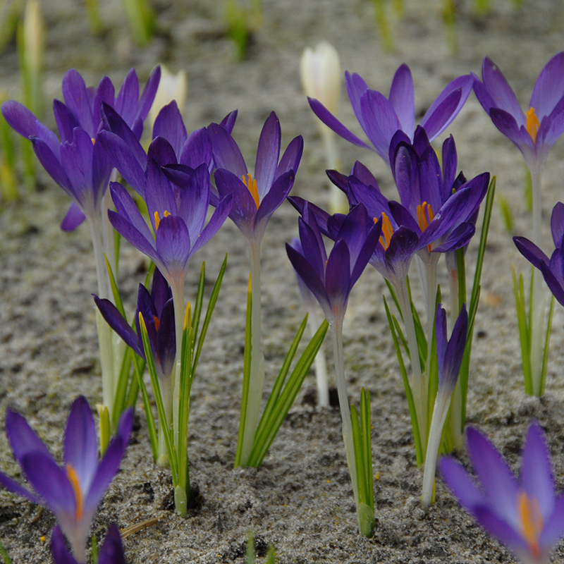 Crocus tomm. Whitewell Purple 5/+ , à 100