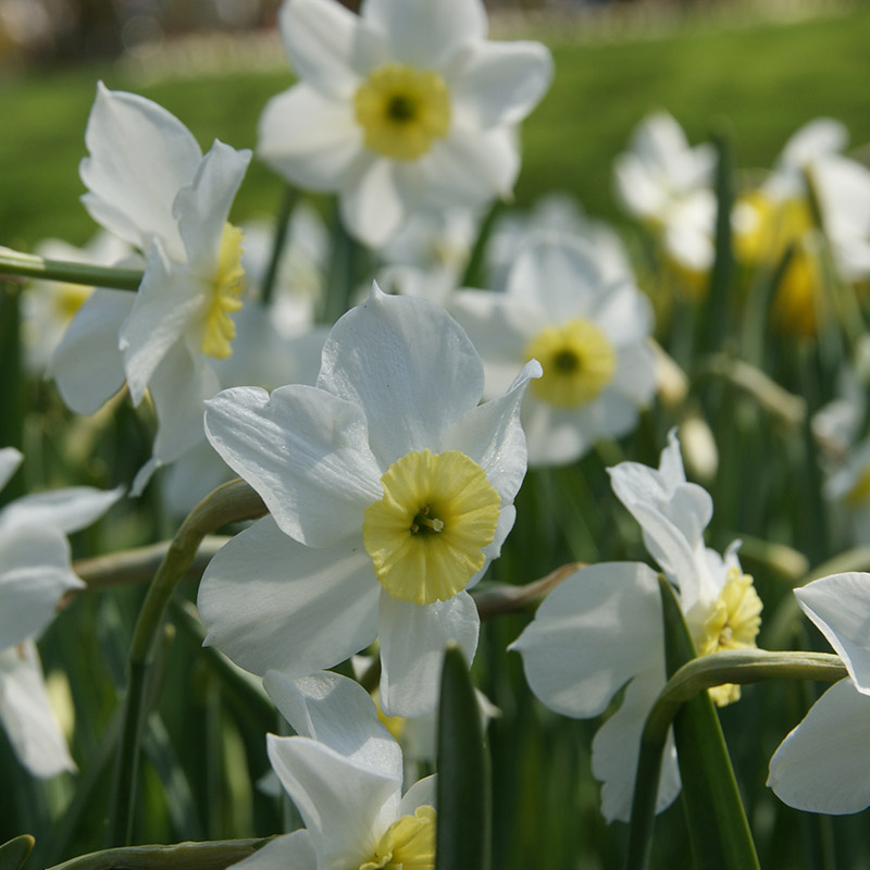 Narcissus Segovia z10/+ , 