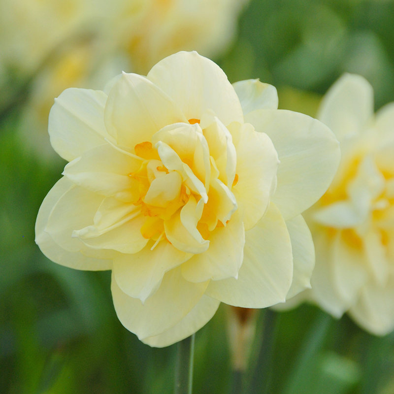 Narcissus Manly sp12/14 , à 50 