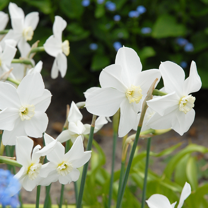 Narcissus Polar Ice sp12/14 , à 50