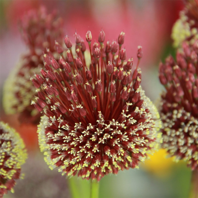 Allium am. Red Mohican