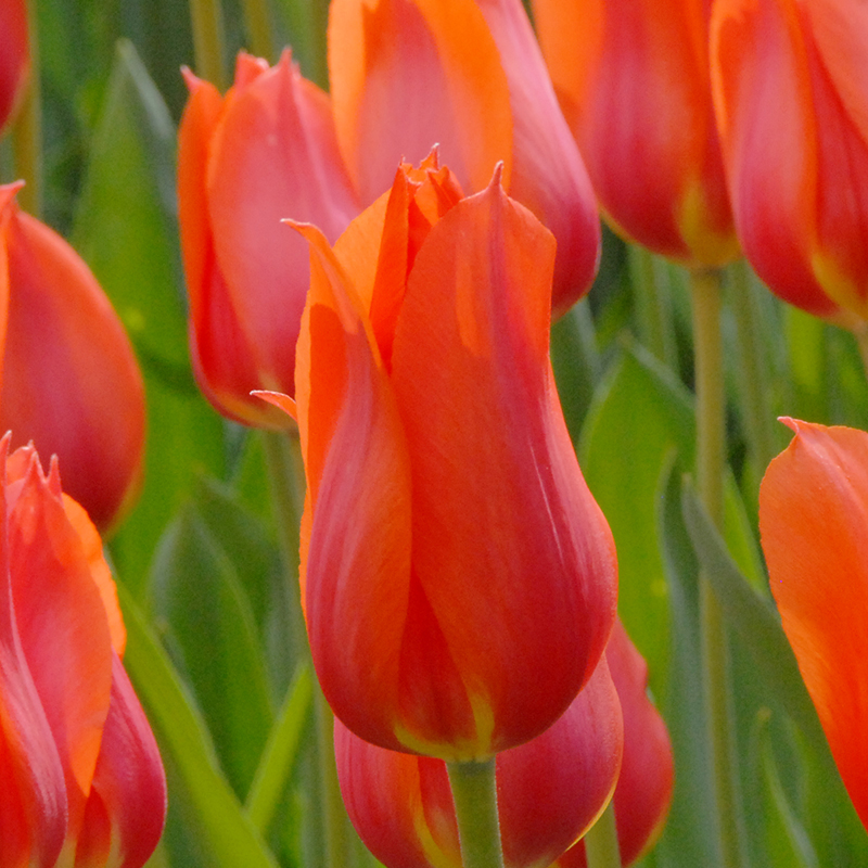 Tulipa Temple of Beauty