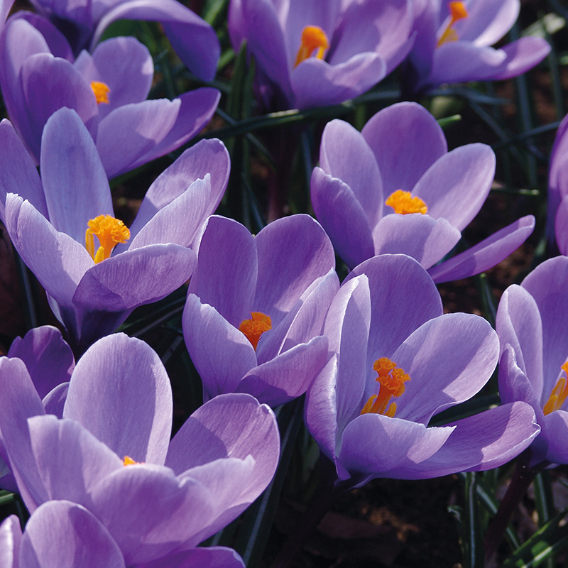 Crocus Remembrance 7/8 , 