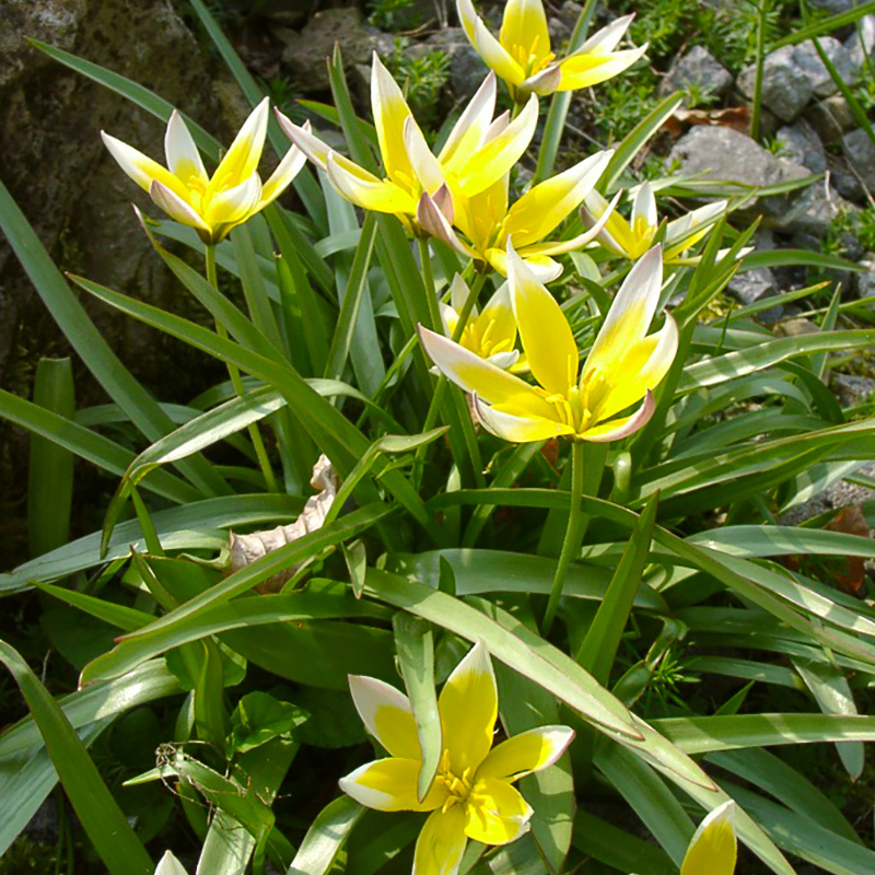 Tulipa tarda 8/+ , à 50