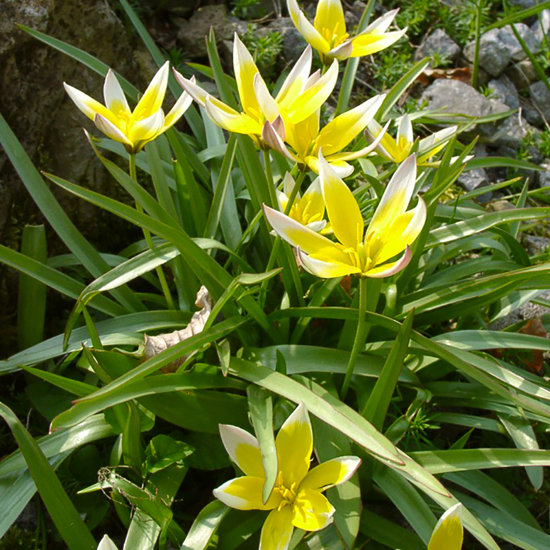 Tulipa tarda 8/+ , 