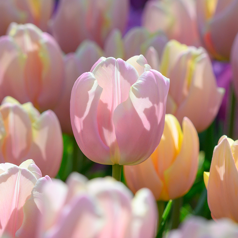 Tulipa Mango Charm 12/+ , à 50