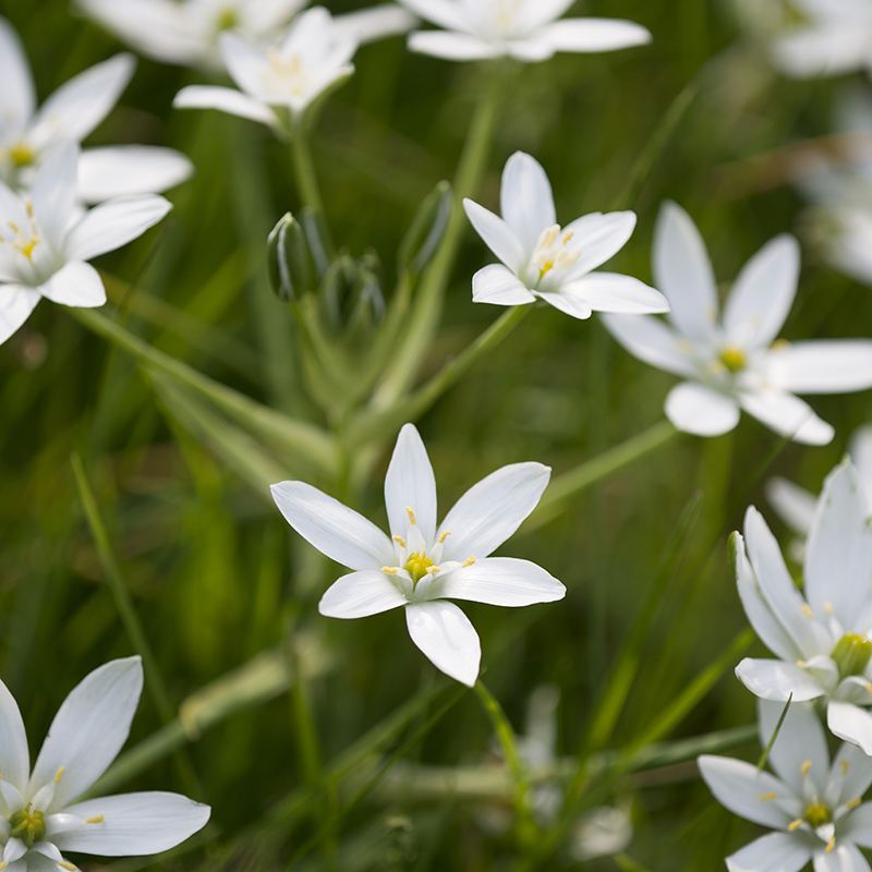 Ornithogalum umbellatum 6/+ , 