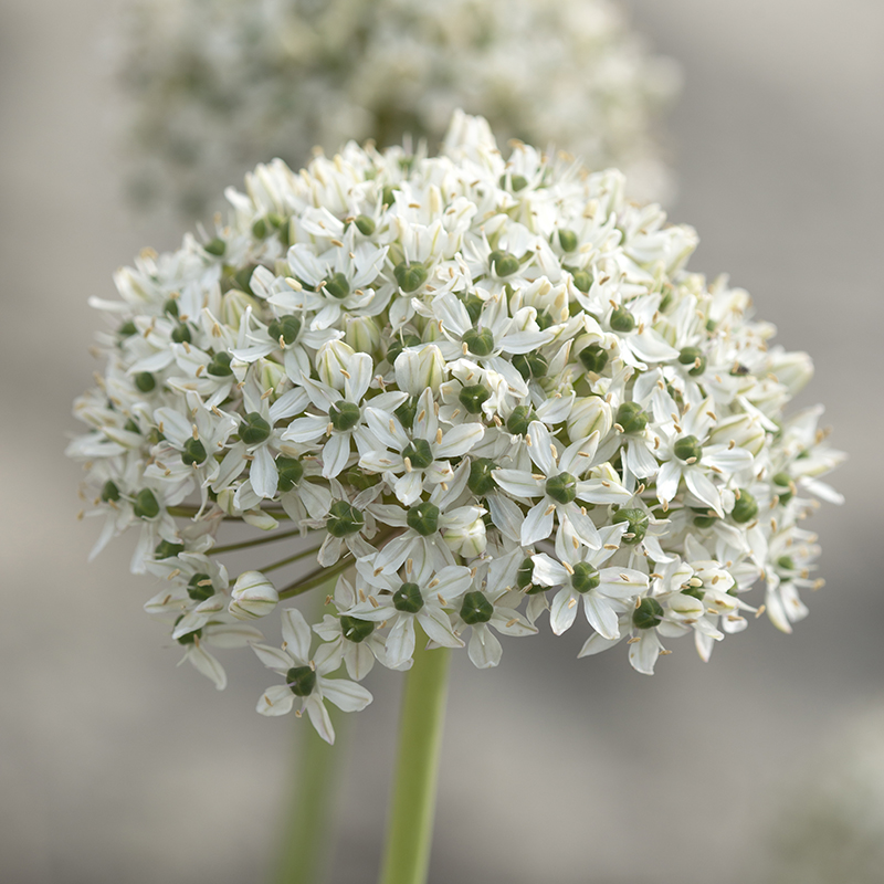 Allium nigrum 12/+ , 