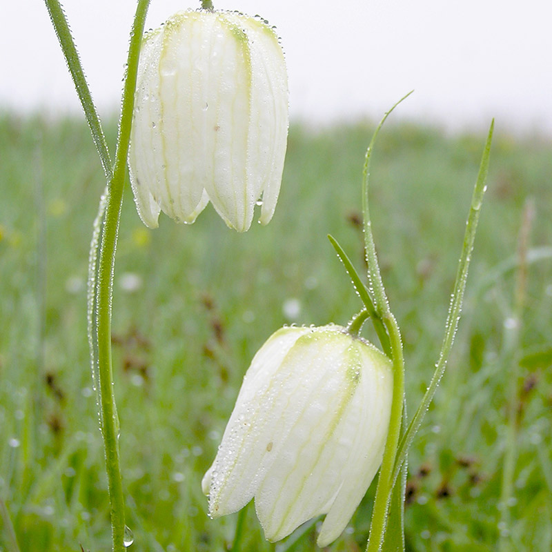 Fritillaria meleagris Alba 6/7 , à 100