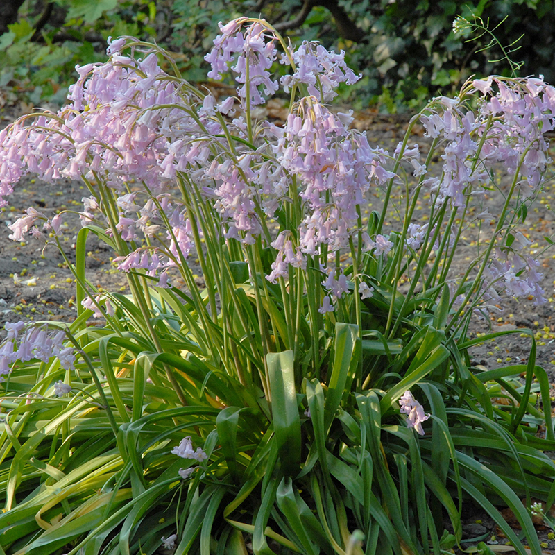 Hyacinthoides hispanica Rose Queen 8/10 , 