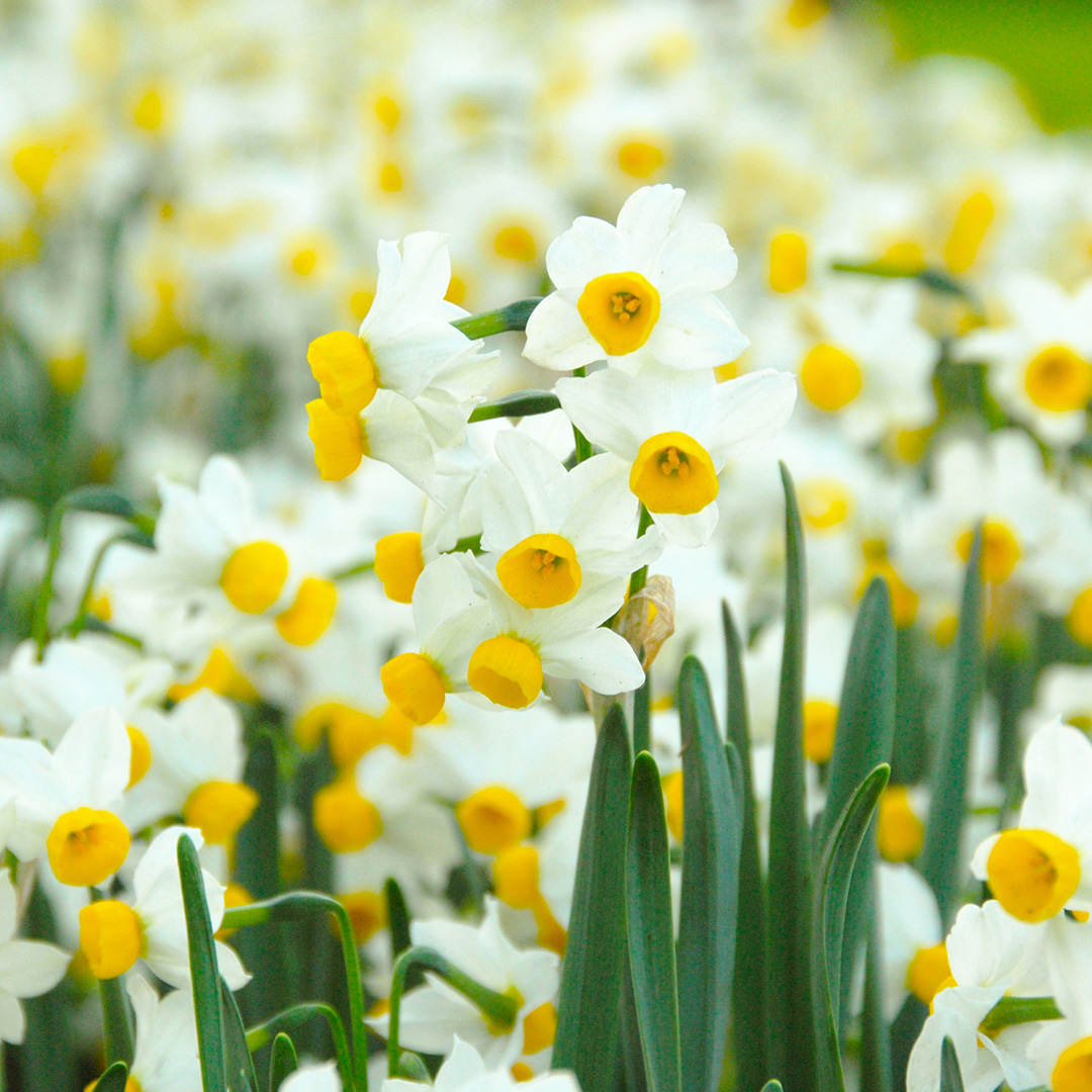 Narcissus Canaliculatis z12/14 , à 50