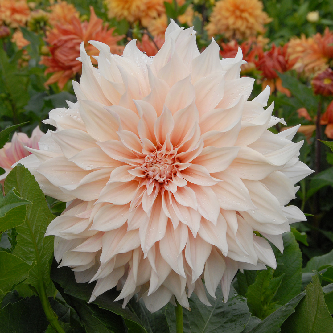 Dahlia Café au Lait I , à 5  