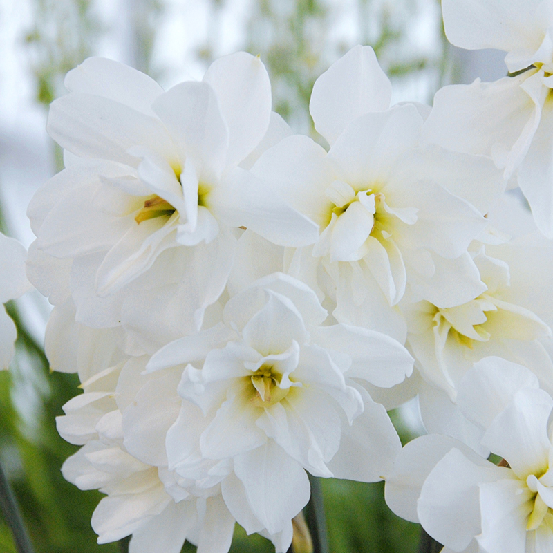 Narcissus Albus Plenus Odoratus sp12/14 , à 50