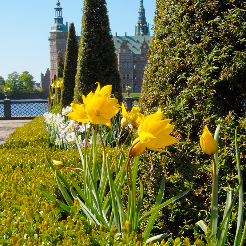 Tulipa sylvestris 6/+ , à 50