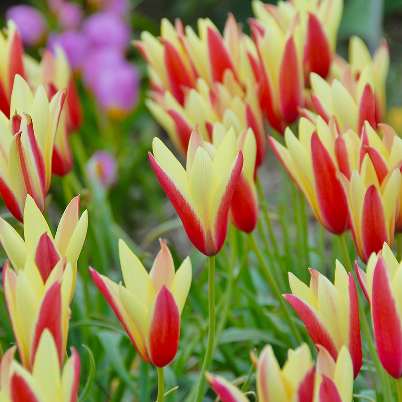 Tulipa clusiana Cynthia 6/7 , à 50