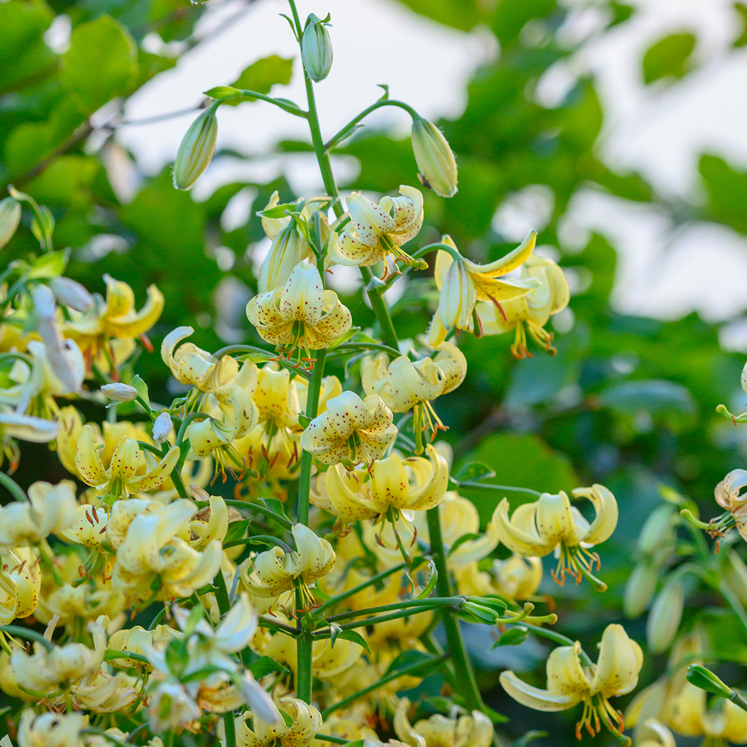 Lilium martagon Golden Morning 12/+ , à 10