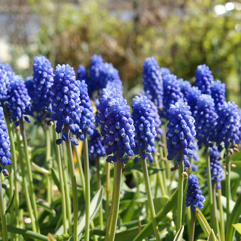 Muscari (botryoides) Superstar 7/8 , 