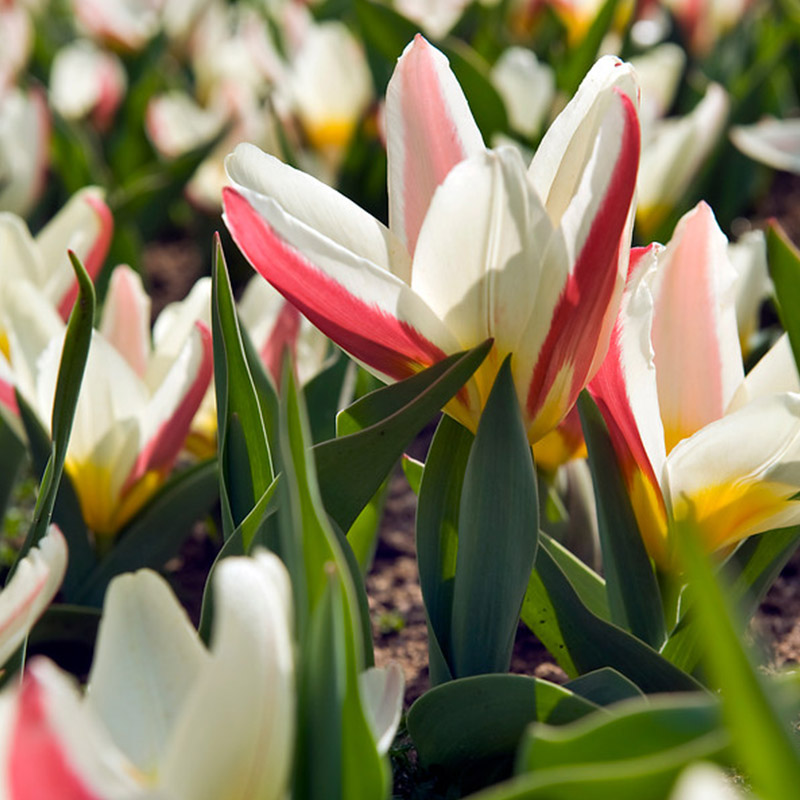 Tulipa The First 12/+ , à 50