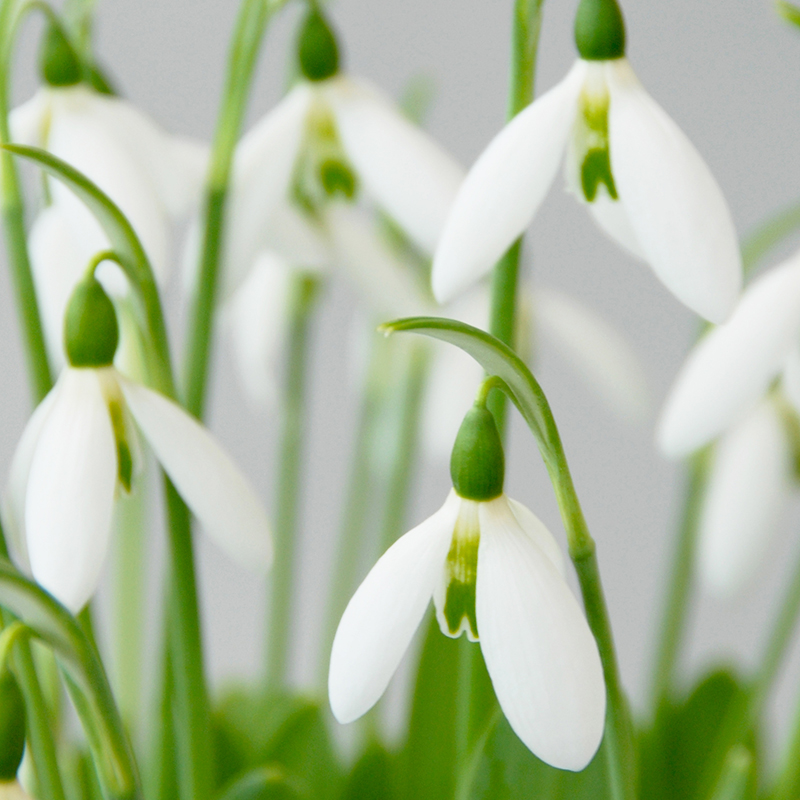 Galanthus elwesii 6/7 , à 100