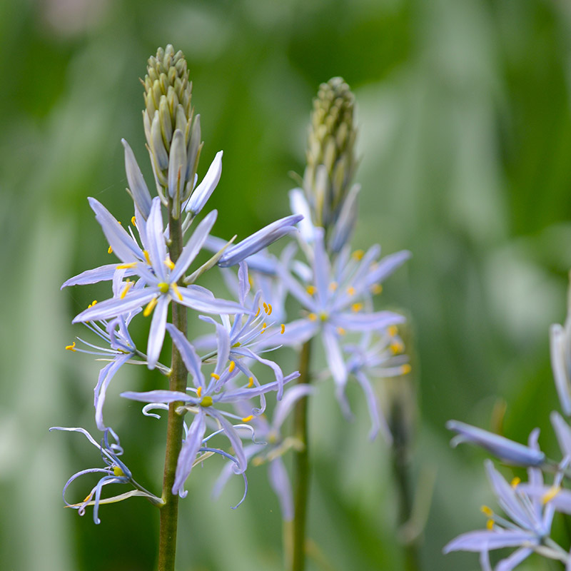 Camassia cusickii 14/16 , à 25