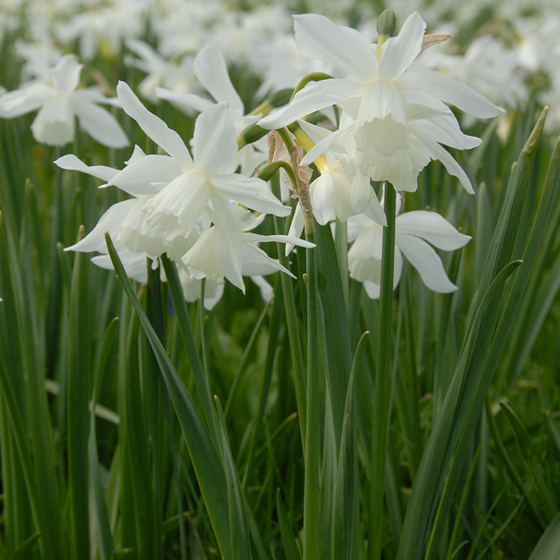Narcissus Thalia z14/16 , à 50