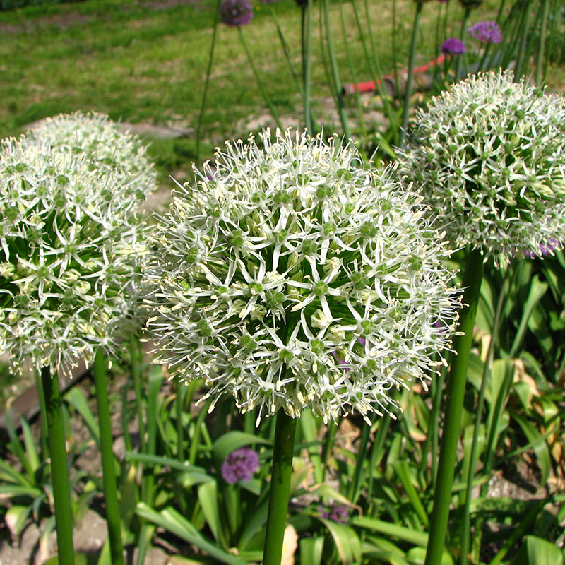 Allium Mont Blanc 20/+ , à 10