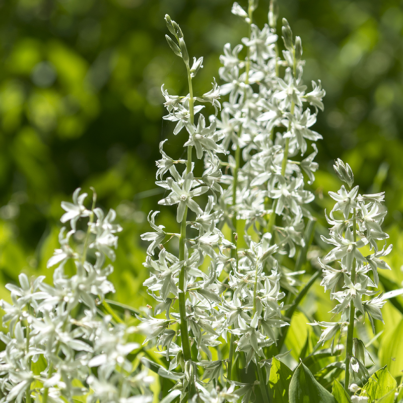 Ornithogalum nutans 6/+ , à 100