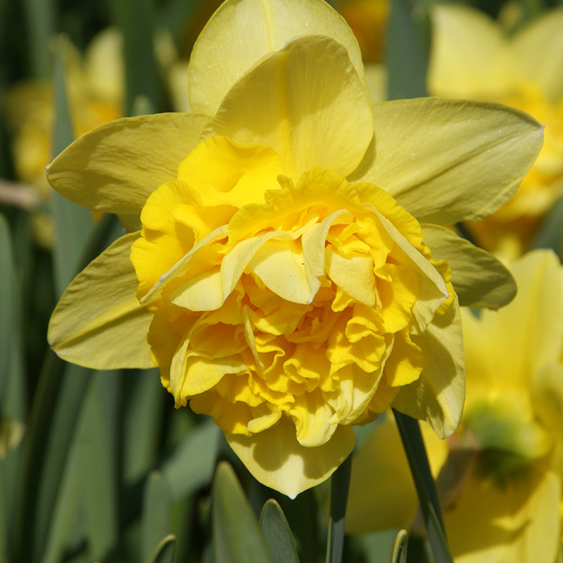 Narcissus Dick Wilden sp14/16 , 